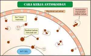 Obat Antioksidan: Cara Kerja, Manfaat, dan Fakta yang Perlu Diketahui