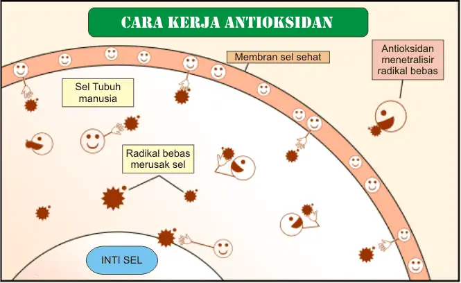 Obat Antioksidan: Cara Kerja, Manfaat, dan Fakta yang Perlu Diketahui